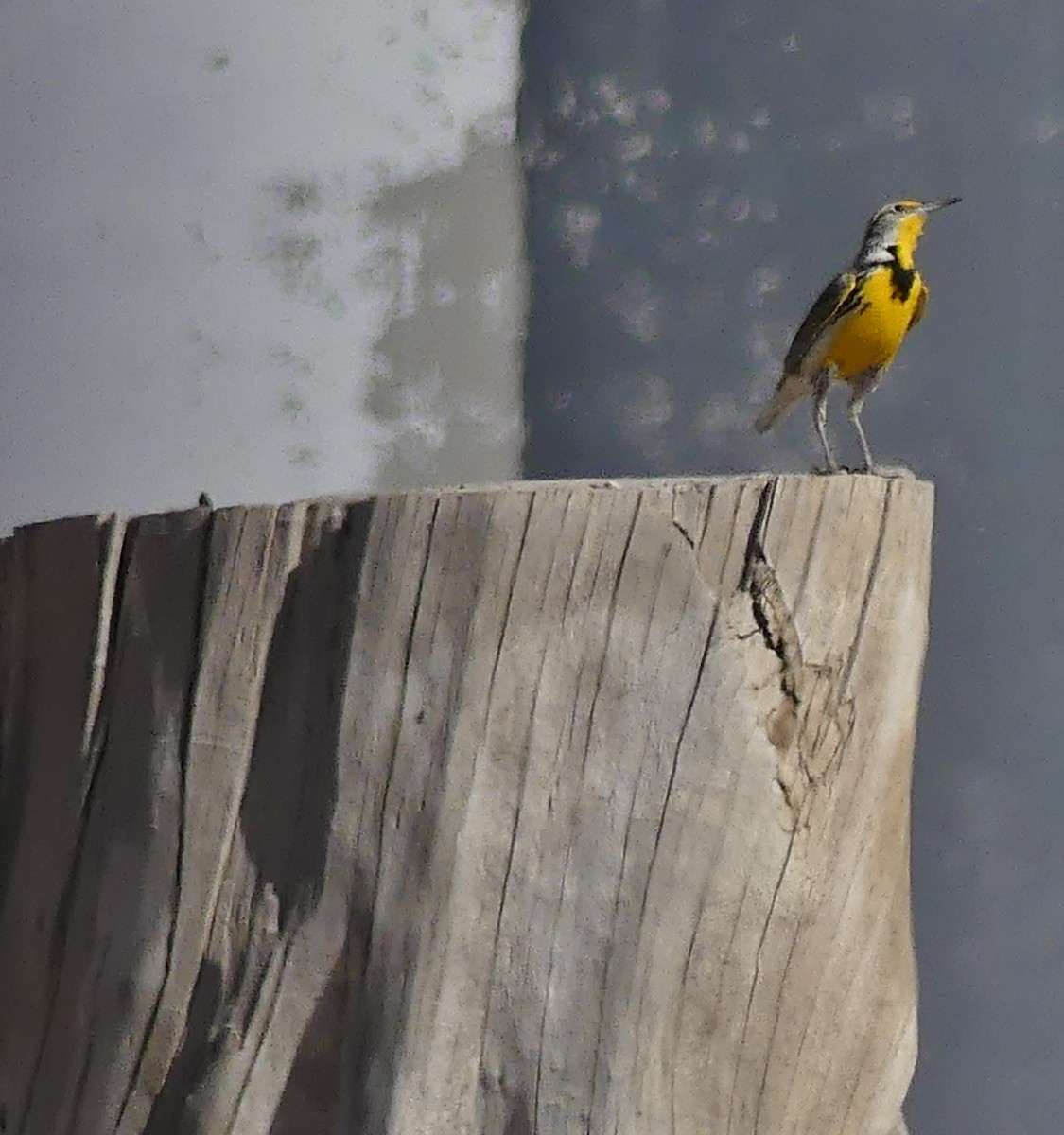 Western Meadowlark - ML639672276