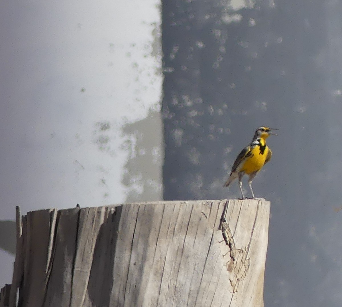 Western Meadowlark - ML639672290