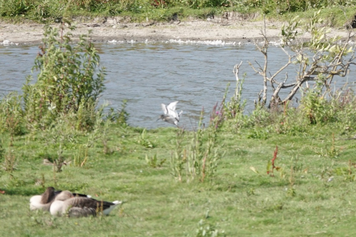 Common Redshank - ML639672294
