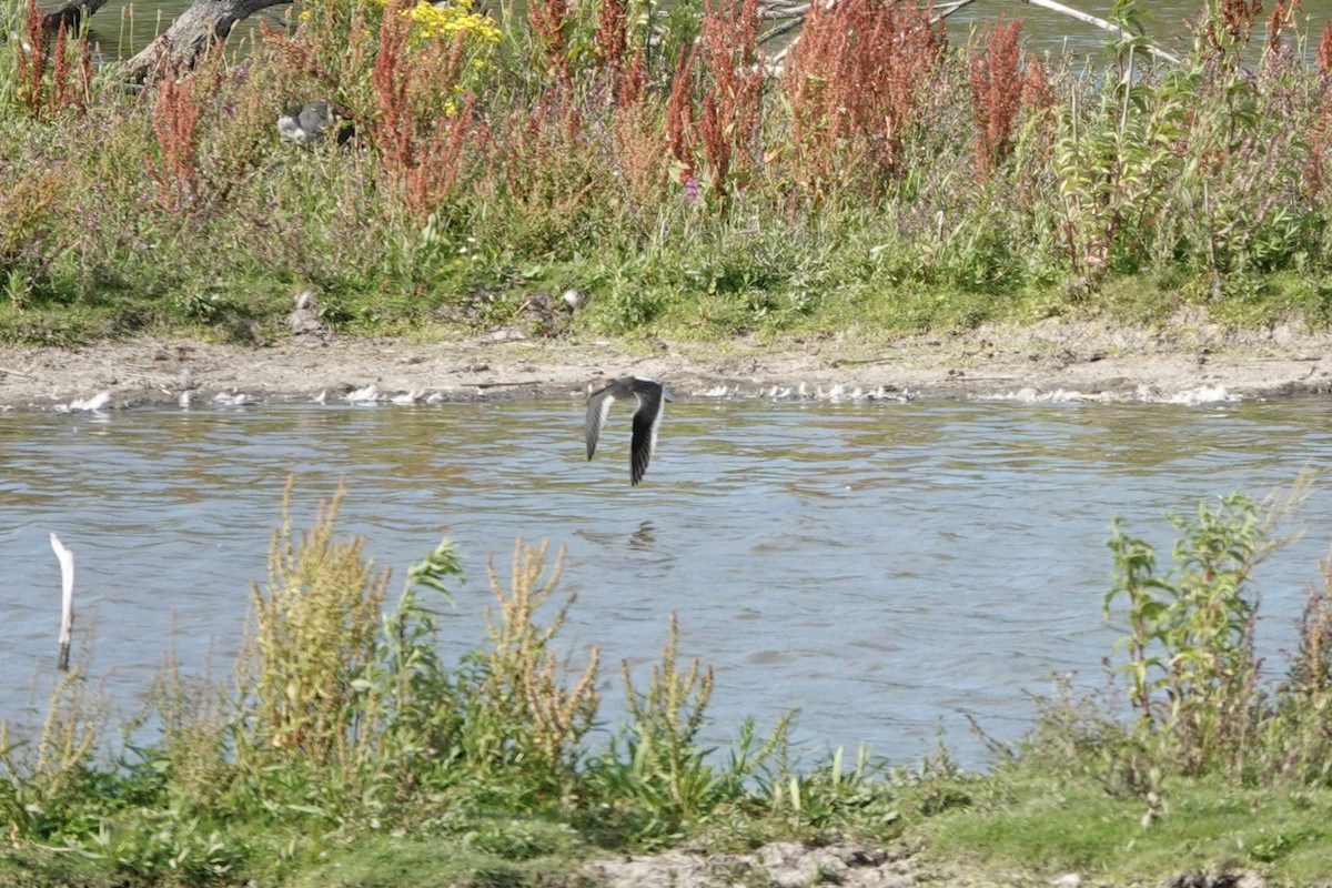 Common Redshank - ML639672295