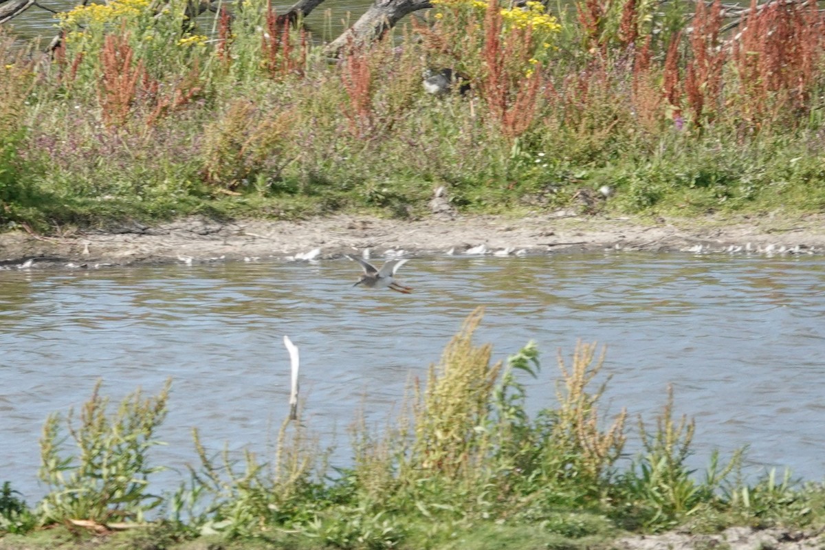 Common Redshank - ML639672296