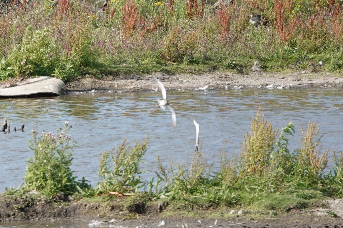 Common Redshank - ML639672298