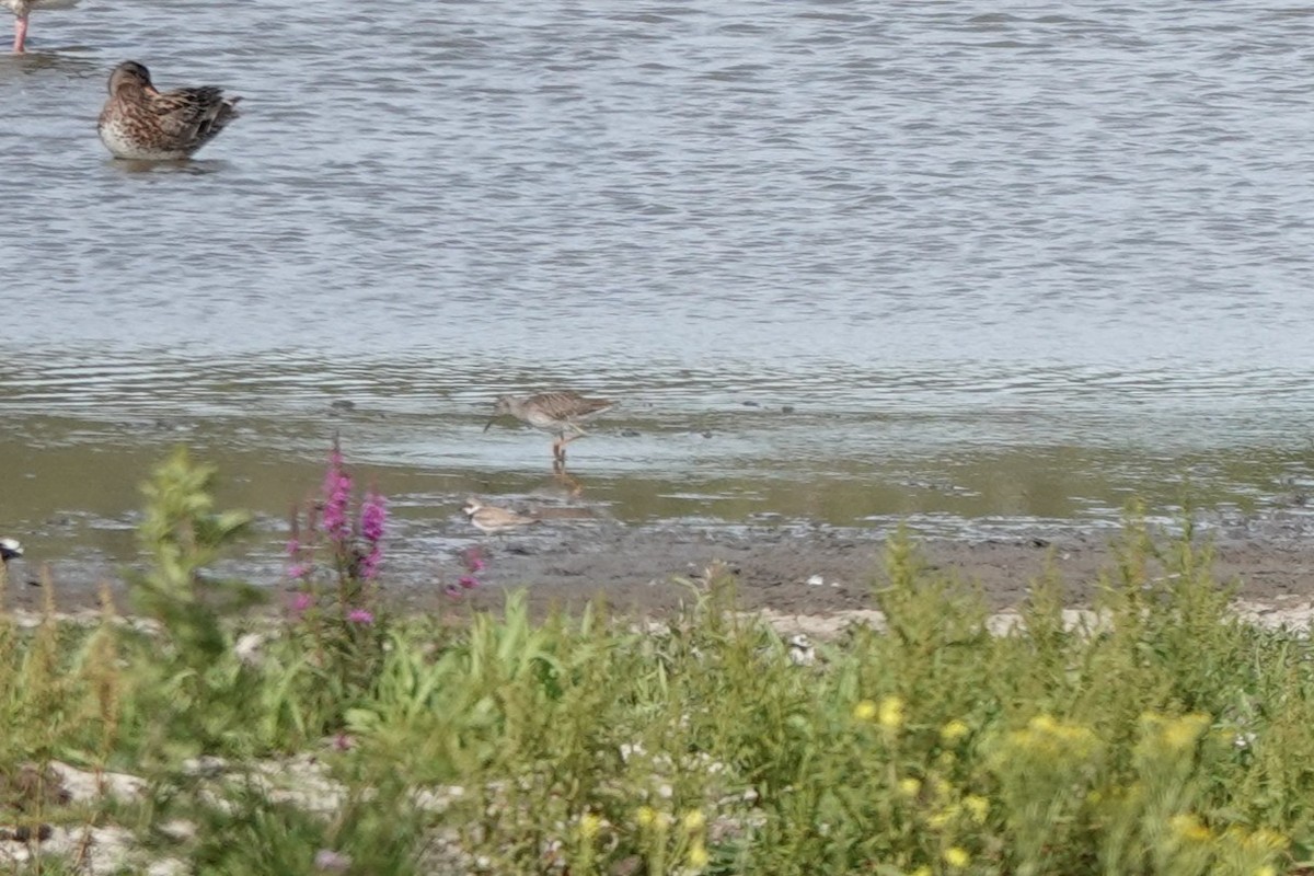 Common Redshank - ML639672352