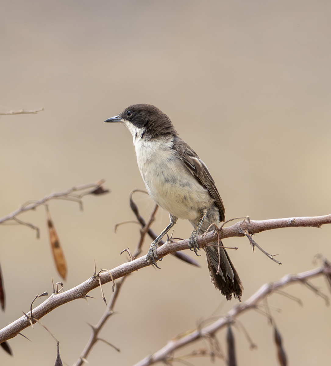 Arabian Warbler - ML639672408