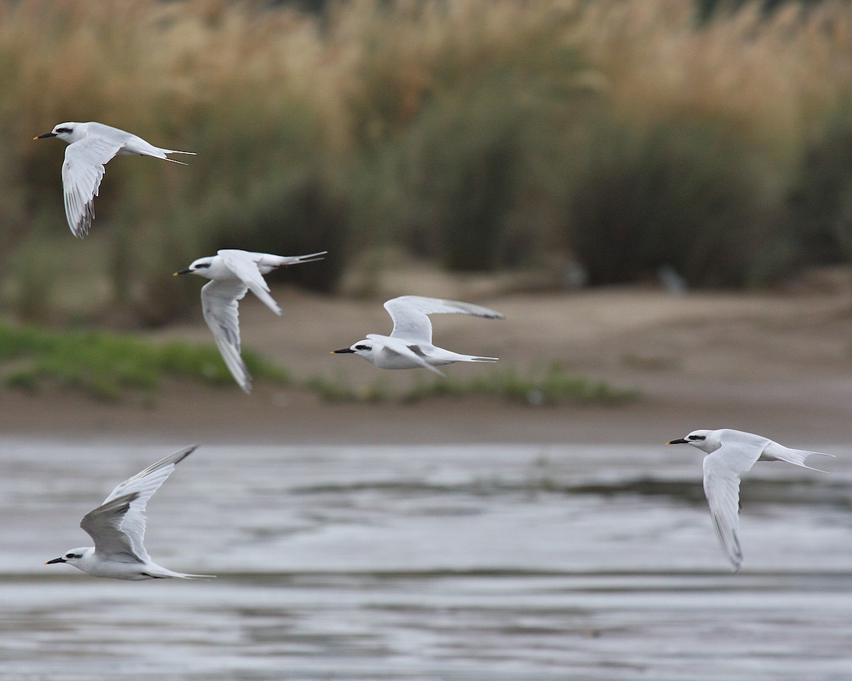 Snowy-crowned Tern - ML63967241