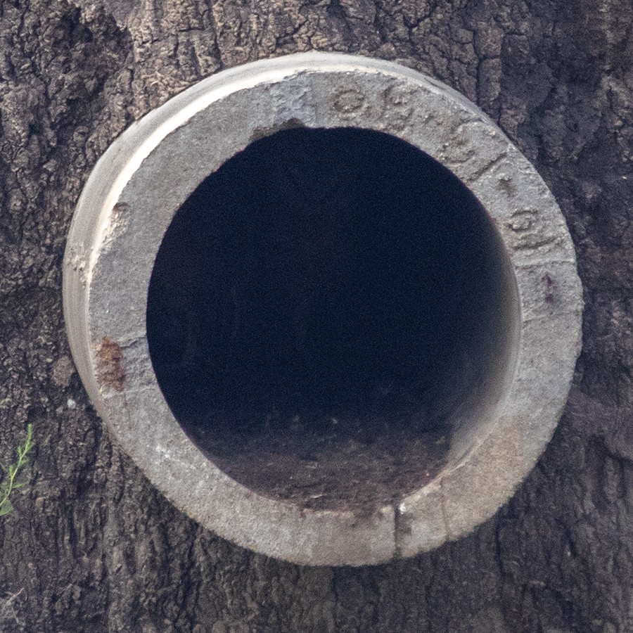 American Barn Owl - ML639672424