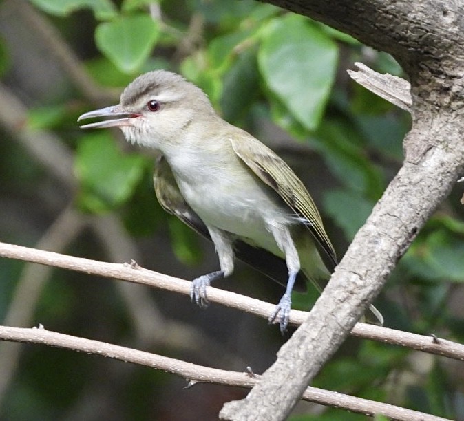 Black-whiskered Vireo - ML639672429