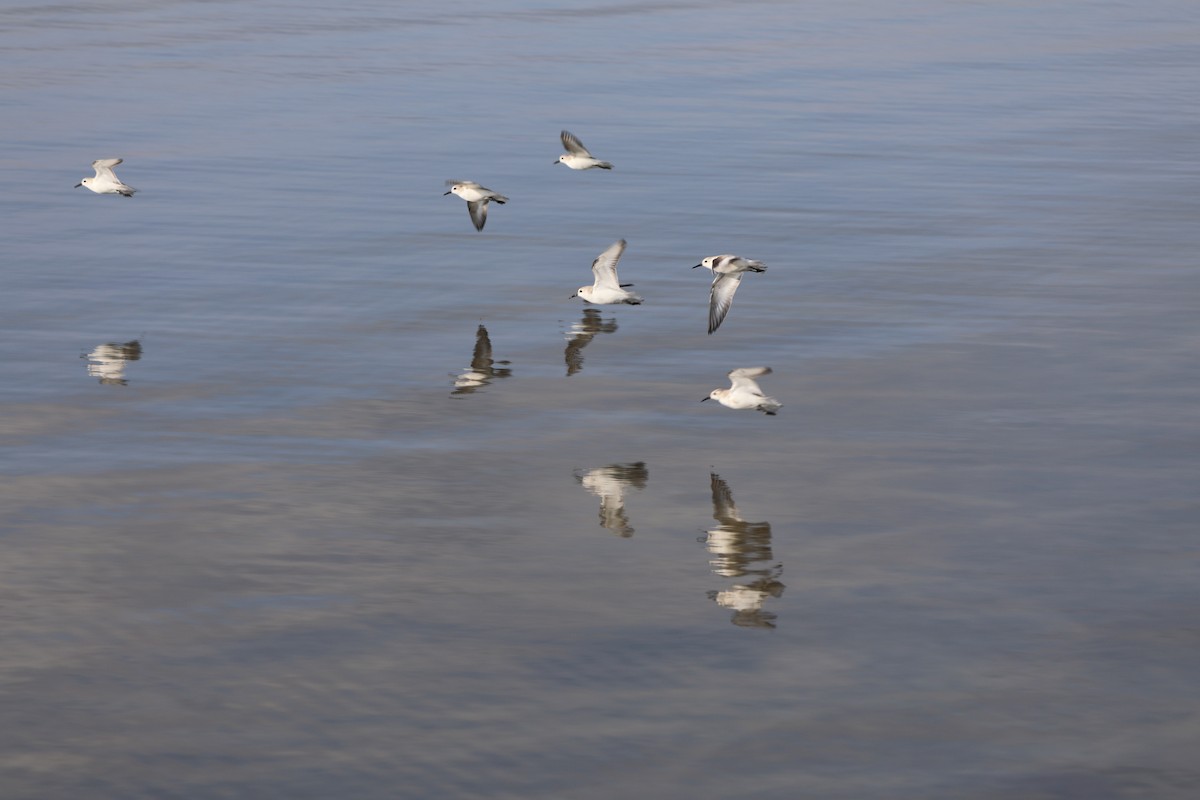 Dunlin - ML639672474