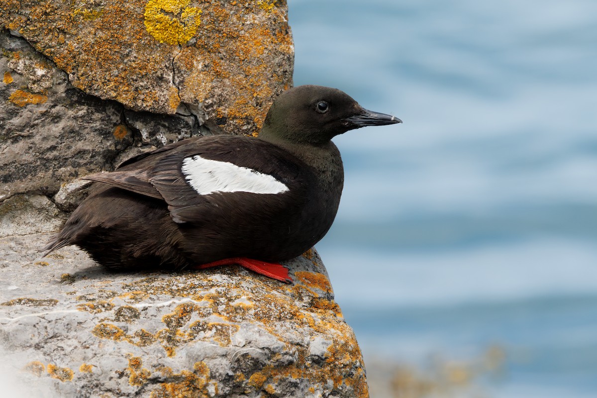 Black Guillemot - ML639672557