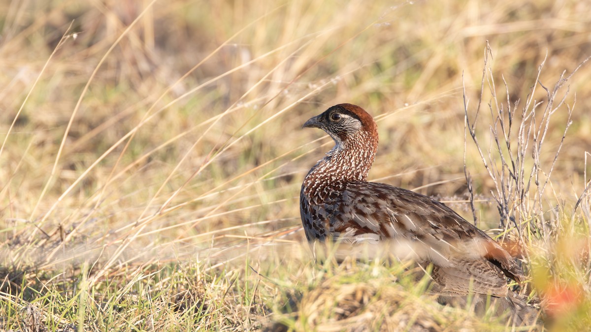 Francolin d'Erckel - ML639672717