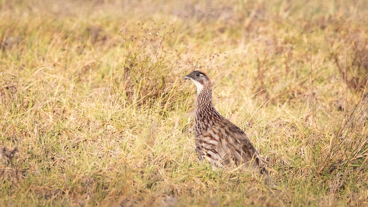 Francolin d'Erckel - ML639672718