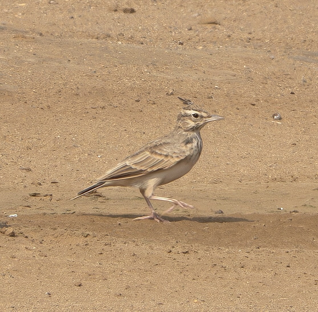 Crested Lark - ML639672722