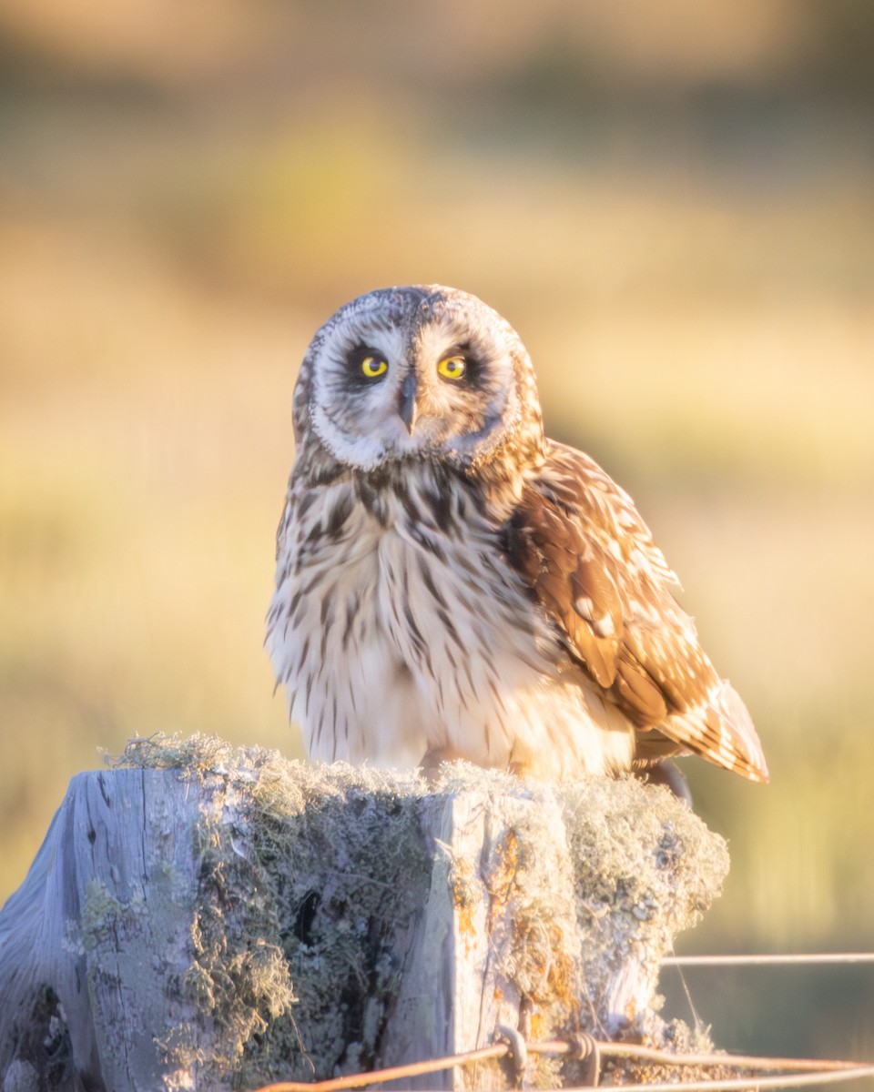 Short-eared Owl (Hawaiian) - ML639672747