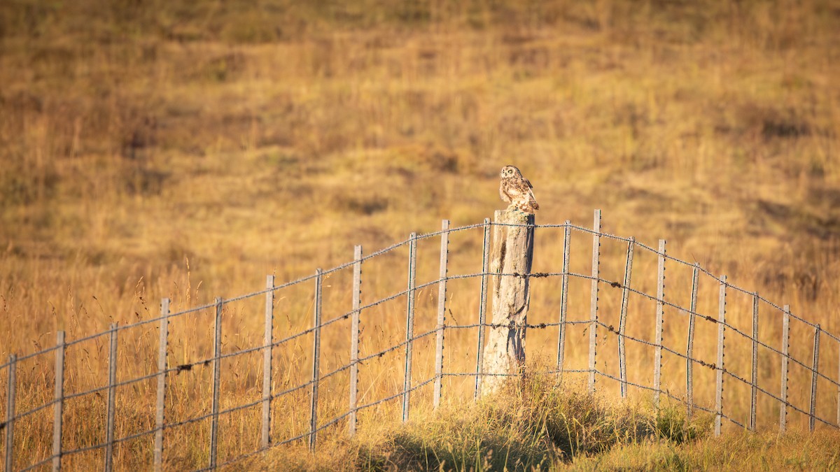 Short-eared Owl (Hawaiian) - ML639672748