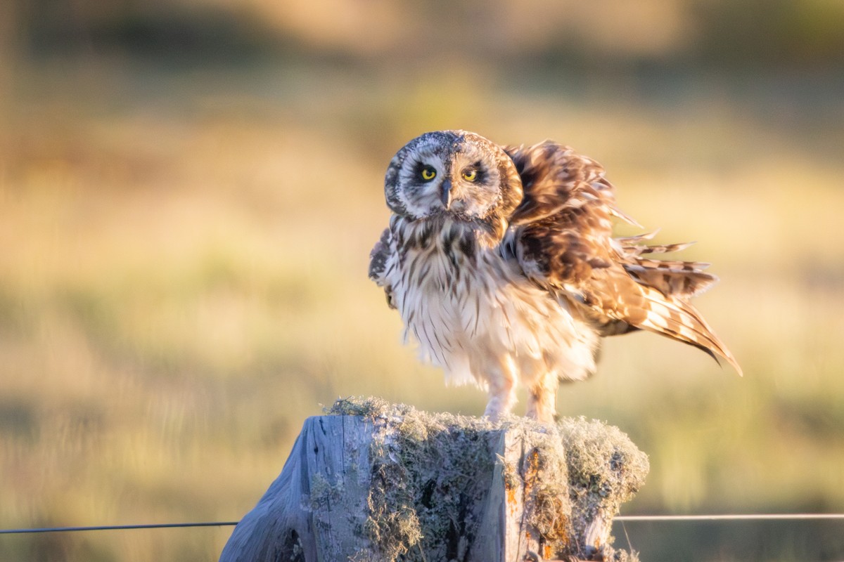 Short-eared Owl (Hawaiian) - ML639672750
