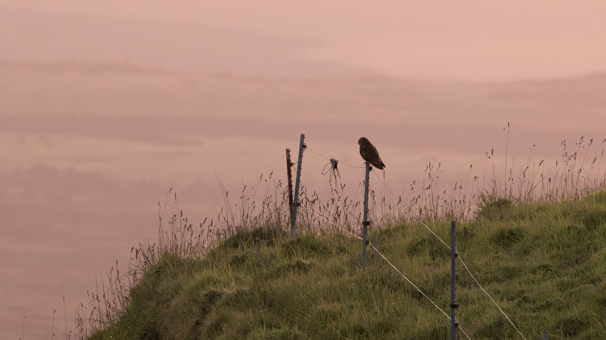 Short-eared Owl (Hawaiian) - ML639672751