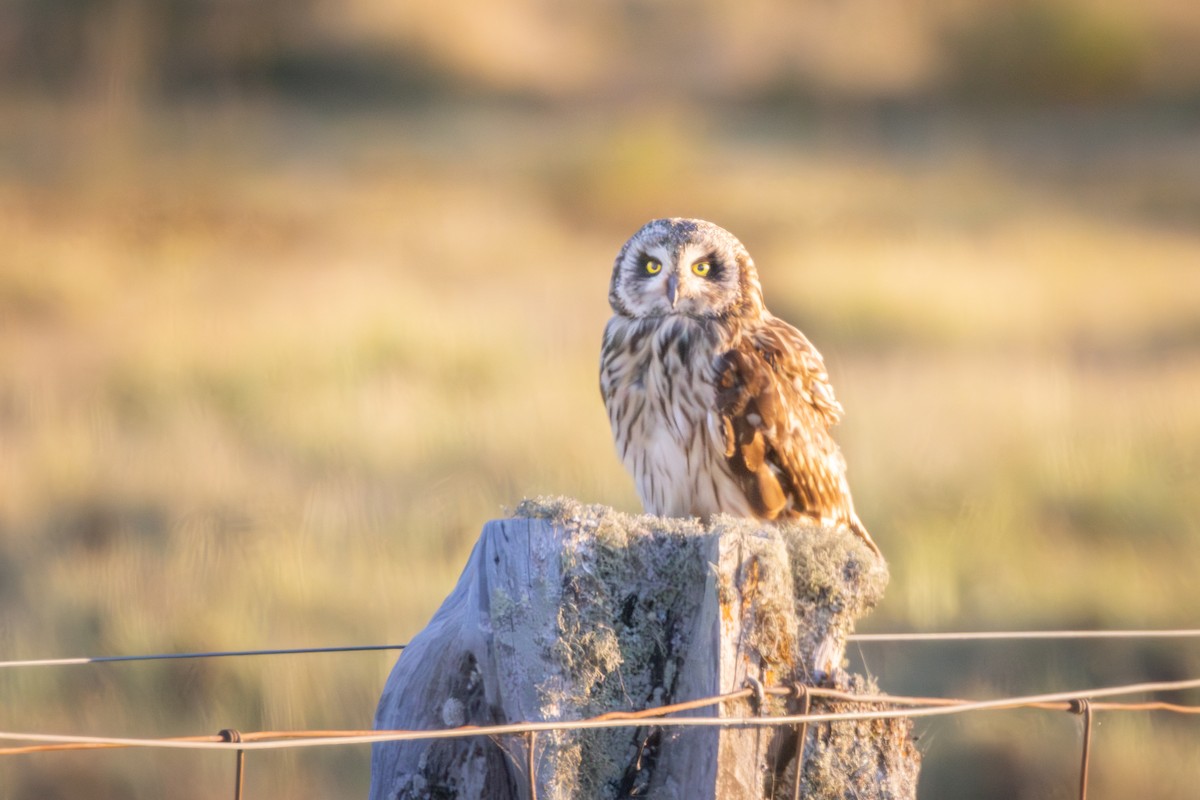 Short-eared Owl (Hawaiian) - ML639672752