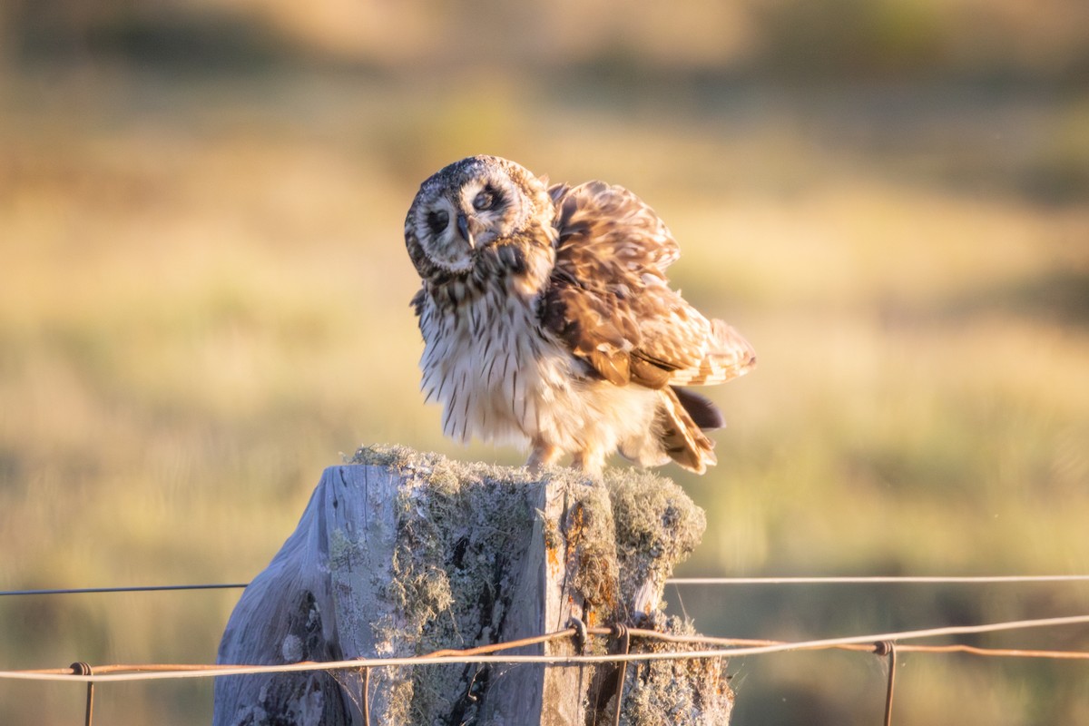 Short-eared Owl (Hawaiian) - ML639672753