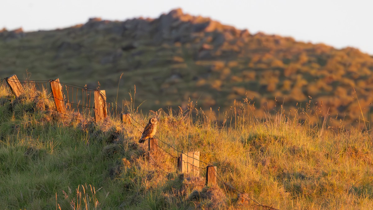 Short-eared Owl (Hawaiian) - ML639672754