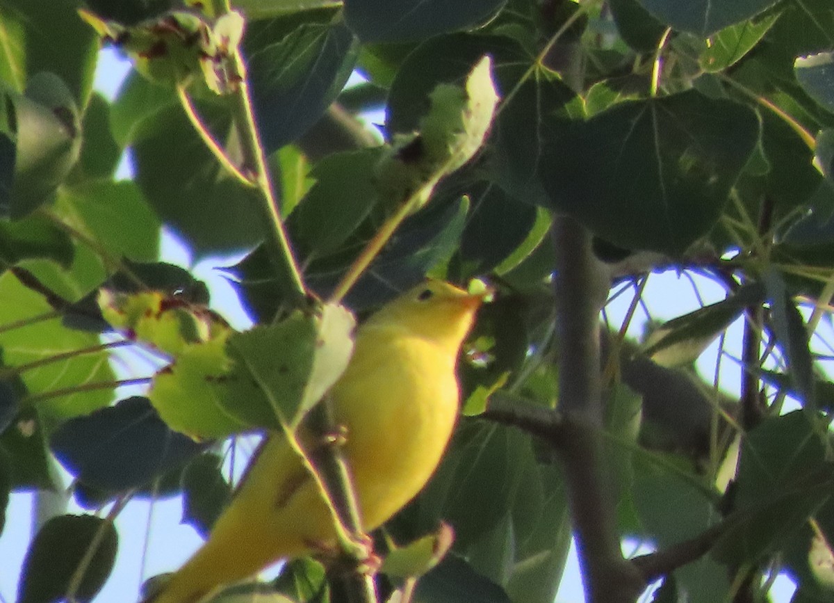 Reinita Amarilla - ML639672761