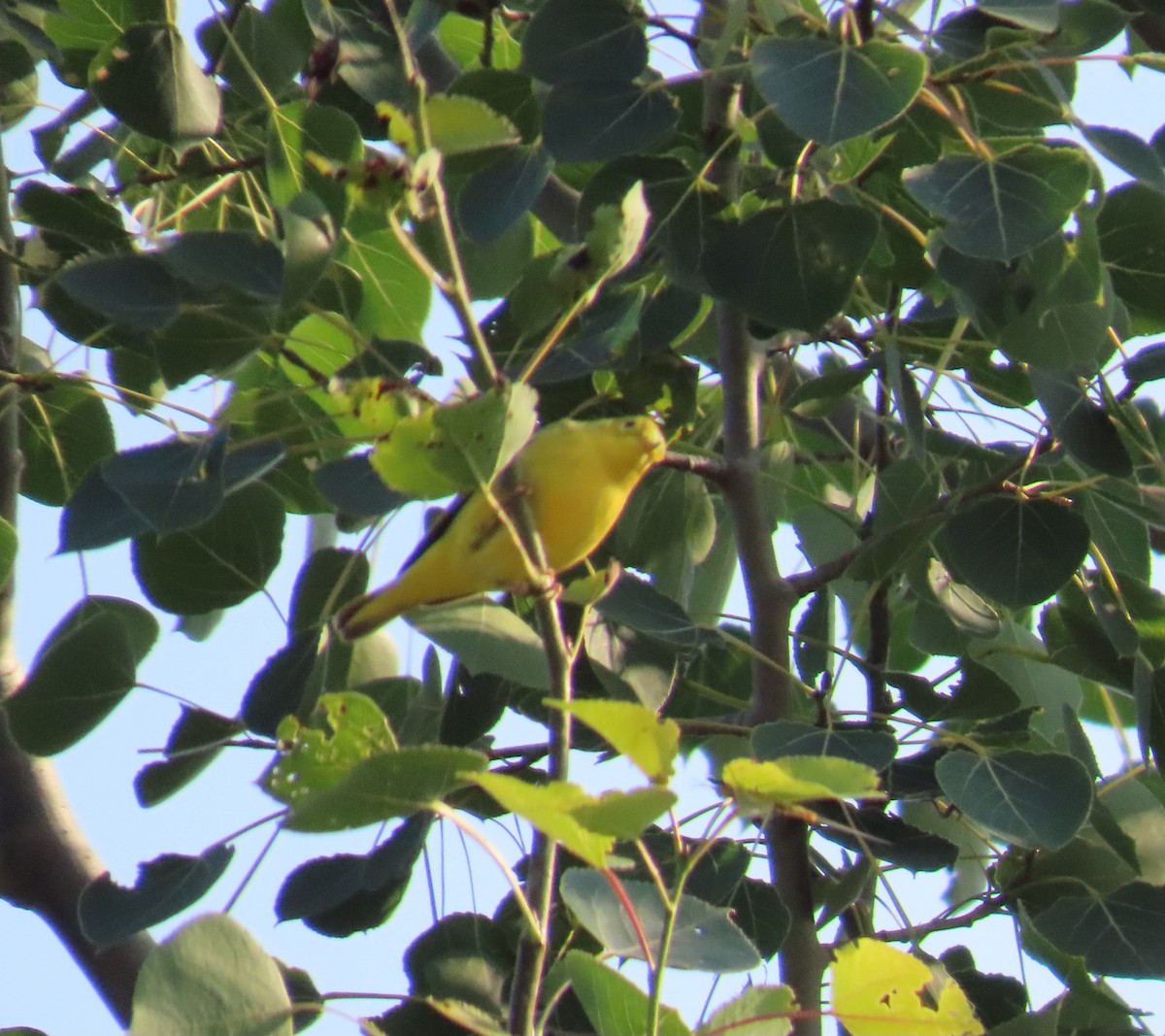 Reinita Amarilla - ML639672762