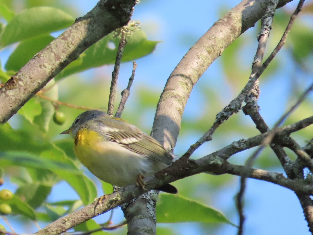 Parula Norteña - ML639672778