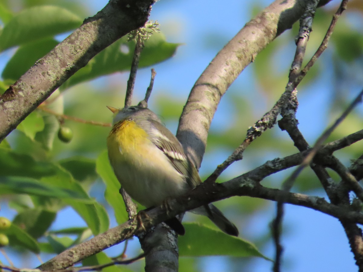 Parula Norteña - ML639672779