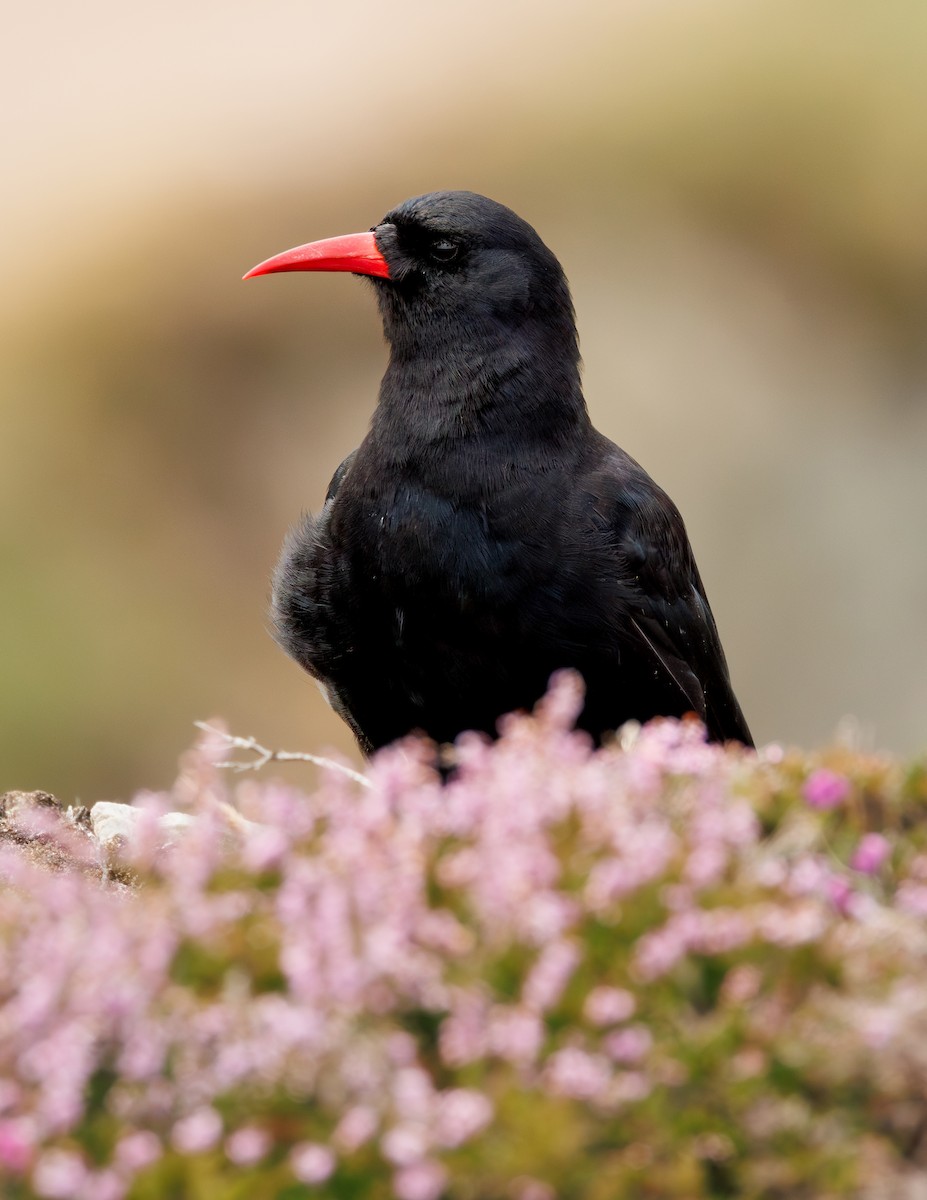 Red-billed Chough - ML639672831