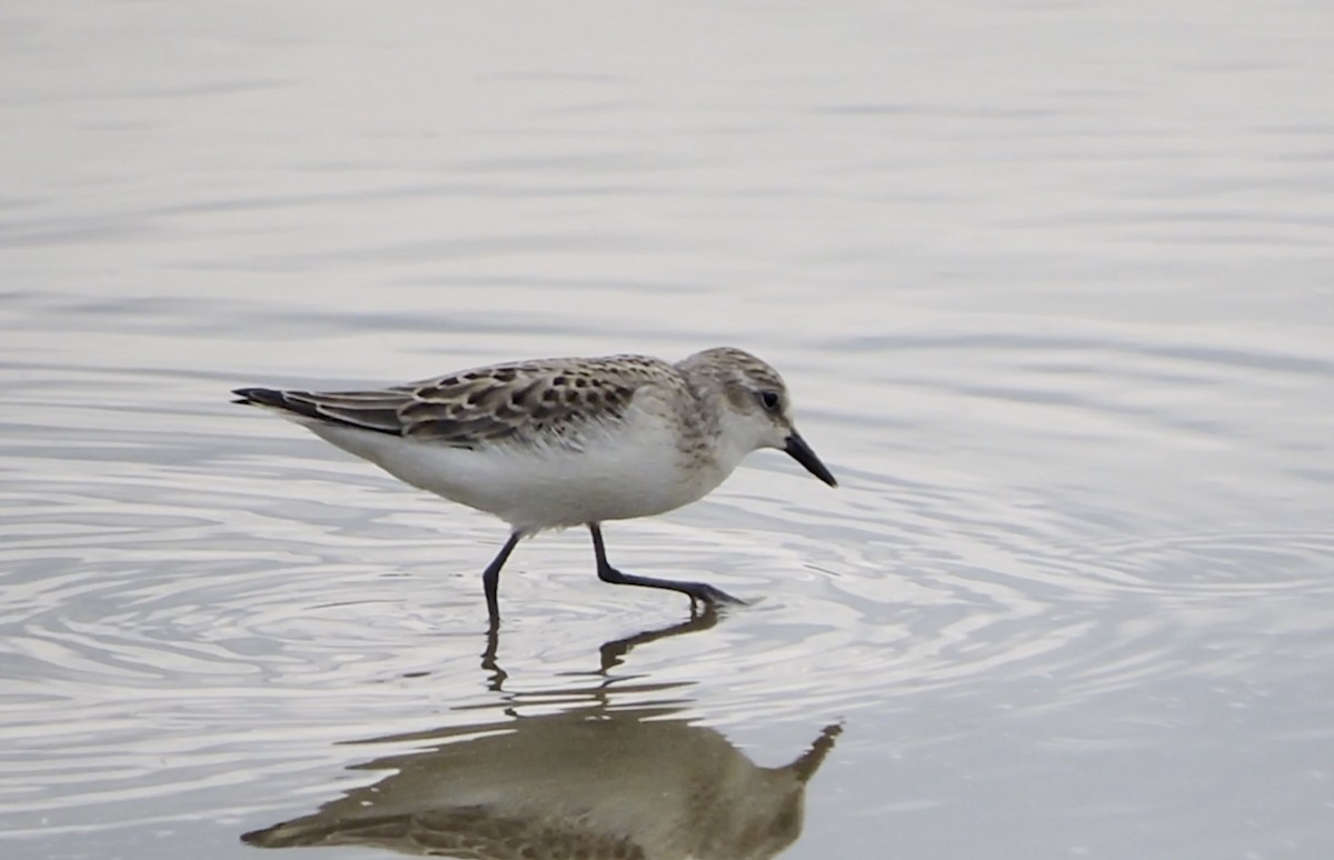 Semipalmated Sandpiper - ML639672968