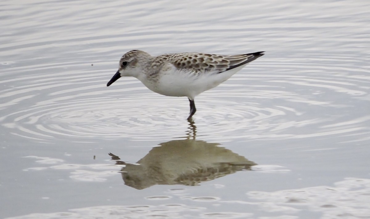 Semipalmated Sandpiper - ML639672969