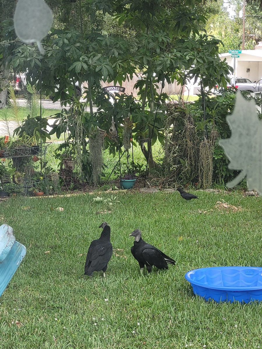 Black Vulture - ML639673017
