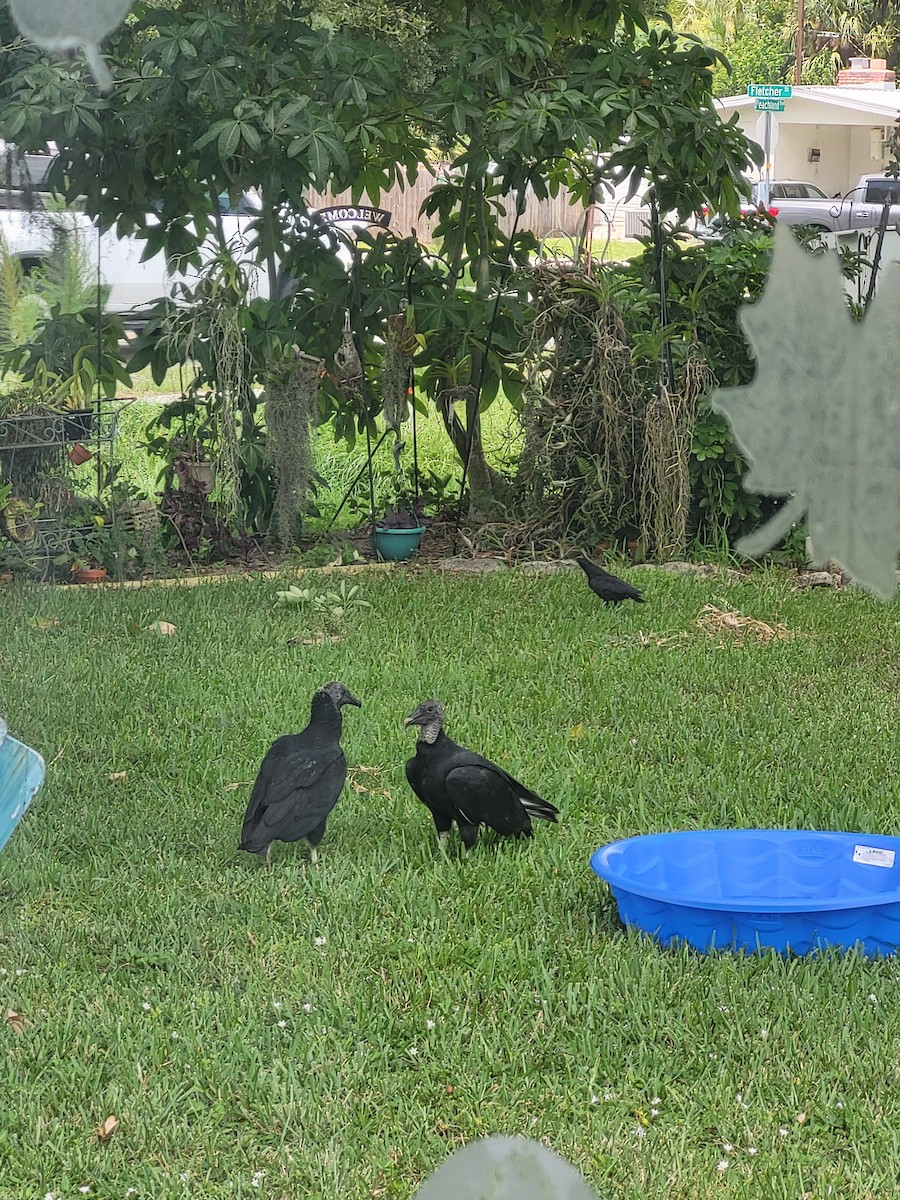 Black Vulture - ML639673025