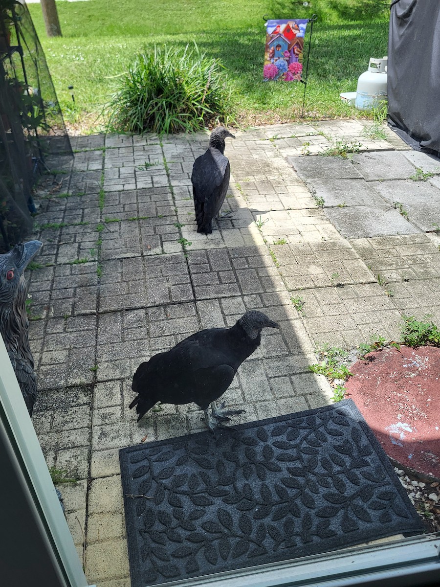 Black Vulture - ML639673028