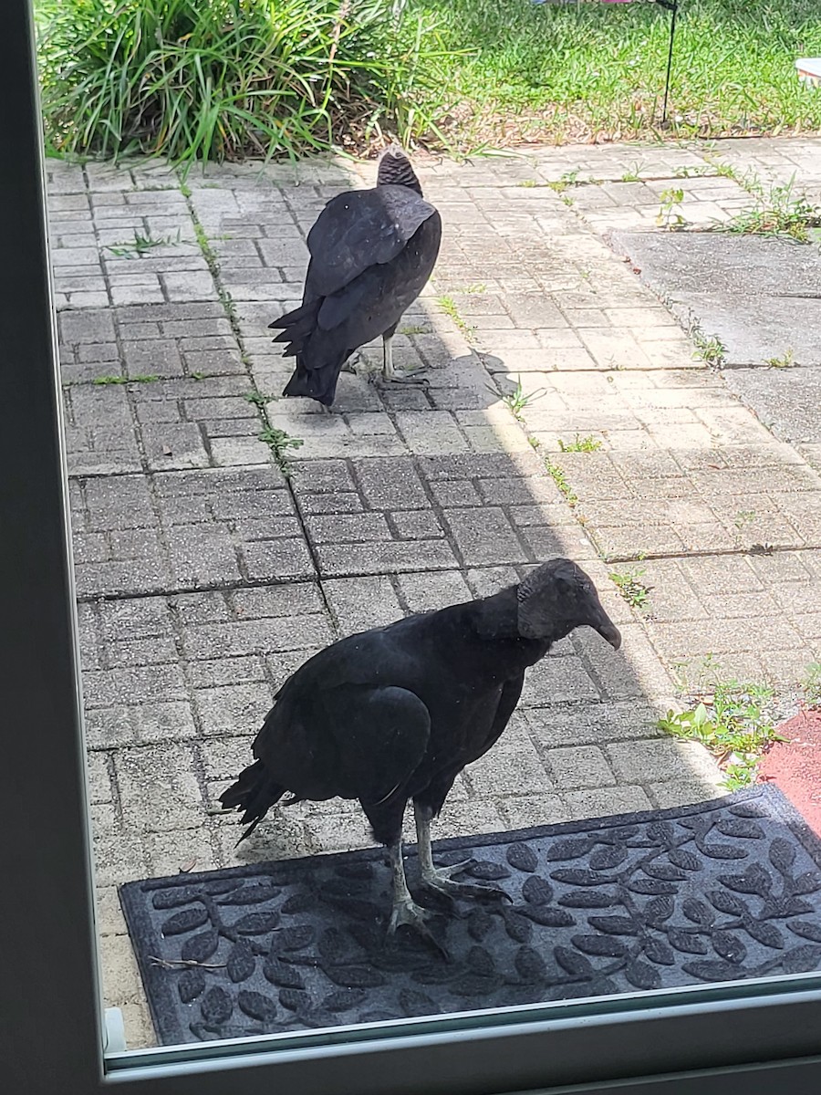 Black Vulture - ML639673035