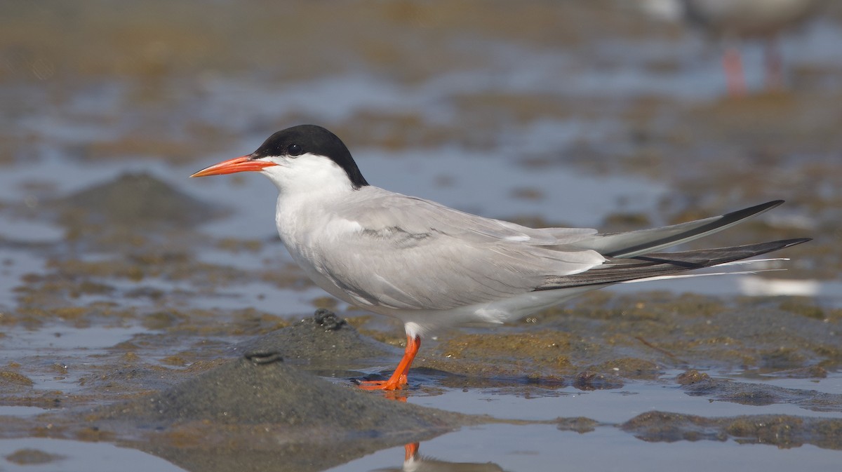 Эгэл хараалай - ML639673056