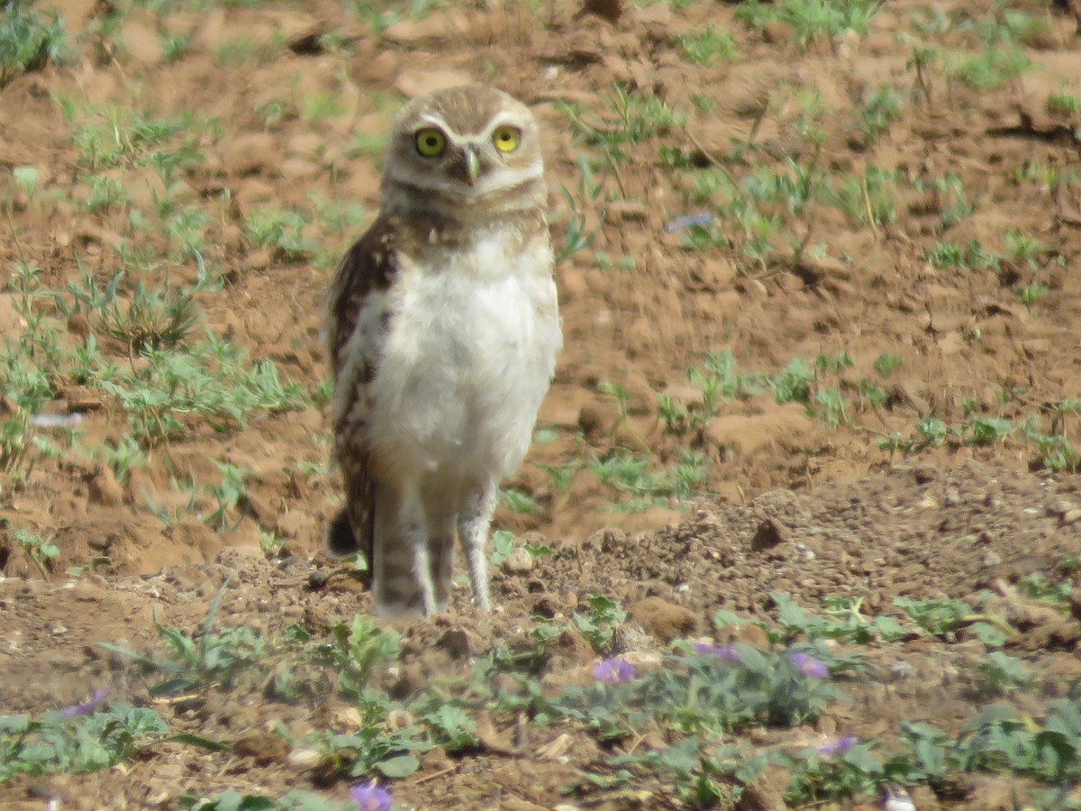 Burrowing Owl - ML639673070