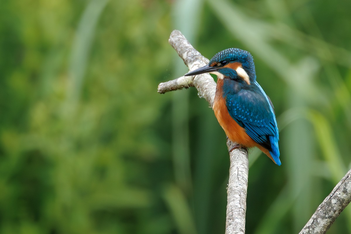 Common Kingfisher - ML639673098