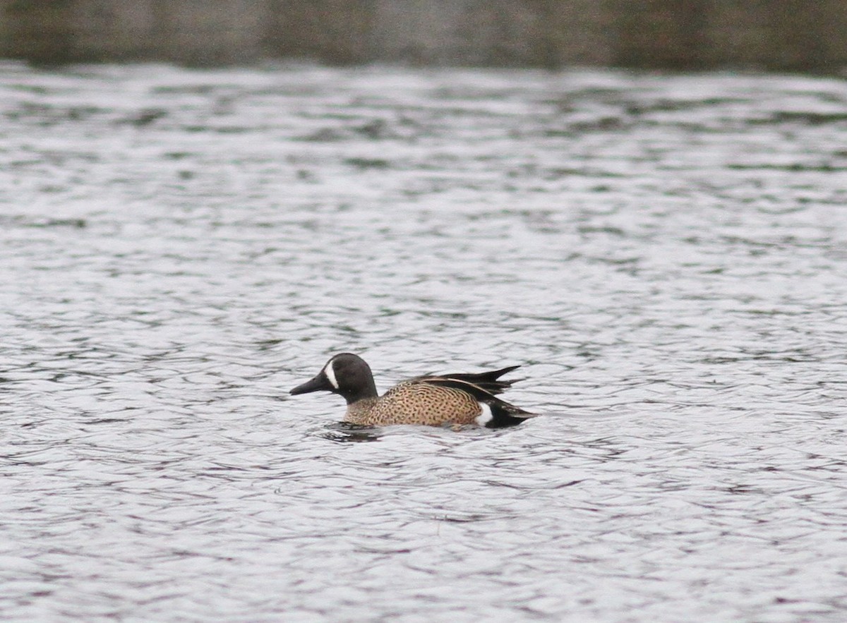 Blue-winged Teal - ML639673142