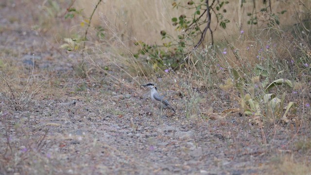 Sittelle de Neumayer - ML639673171