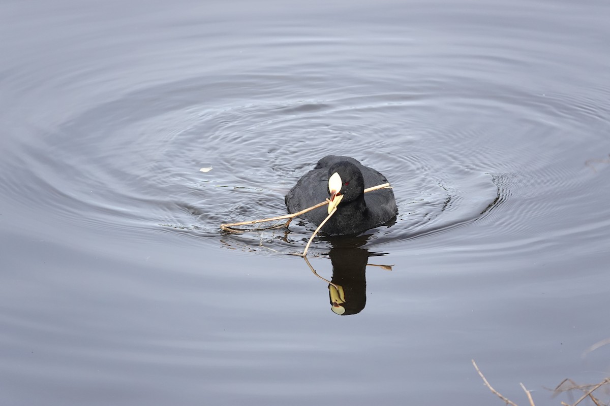 Red-gartered Coot - ML639673214