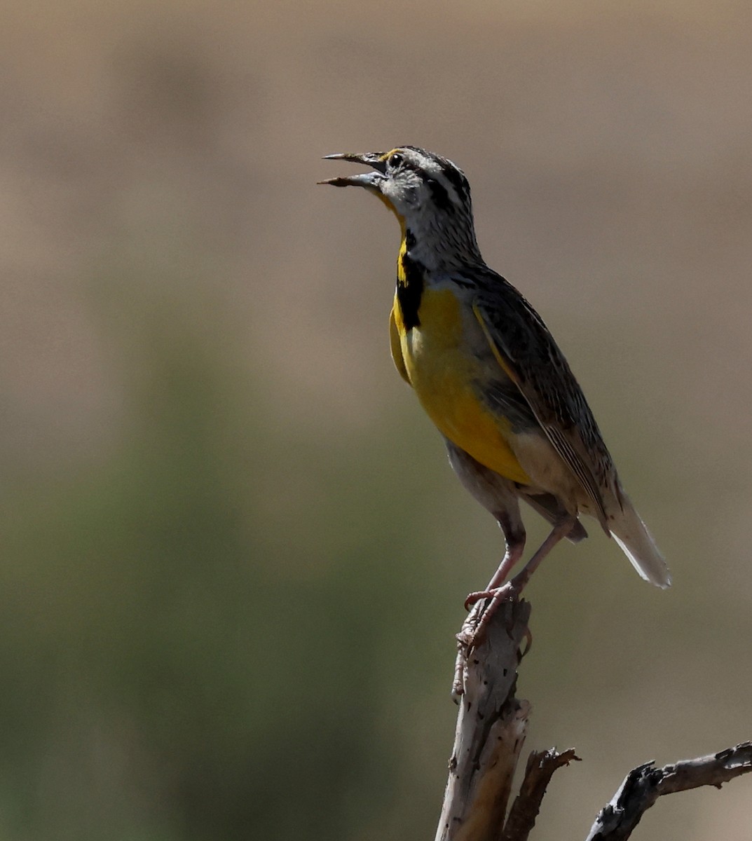 Chihuahuan Meadowlark - ML639673305