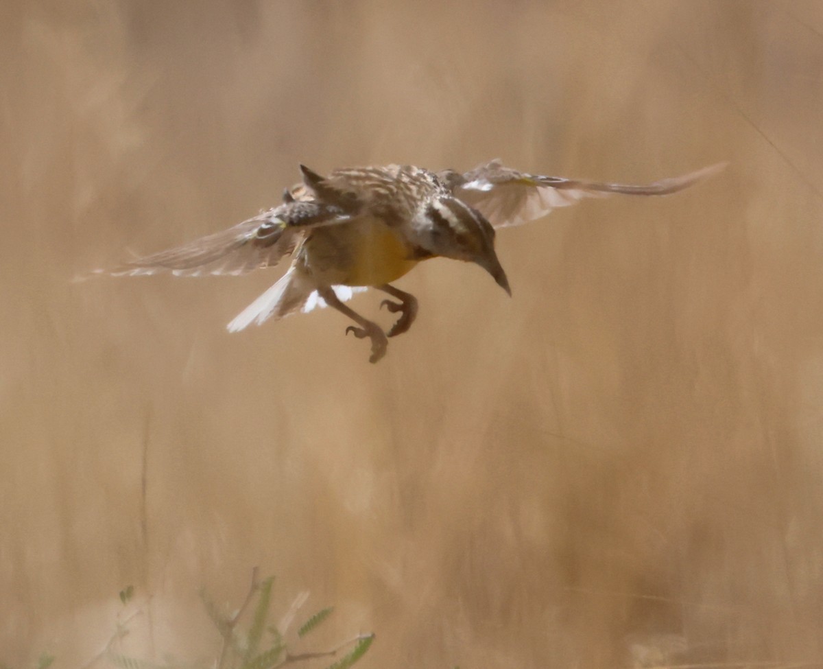 Chihuahuan Meadowlark - ML639673306
