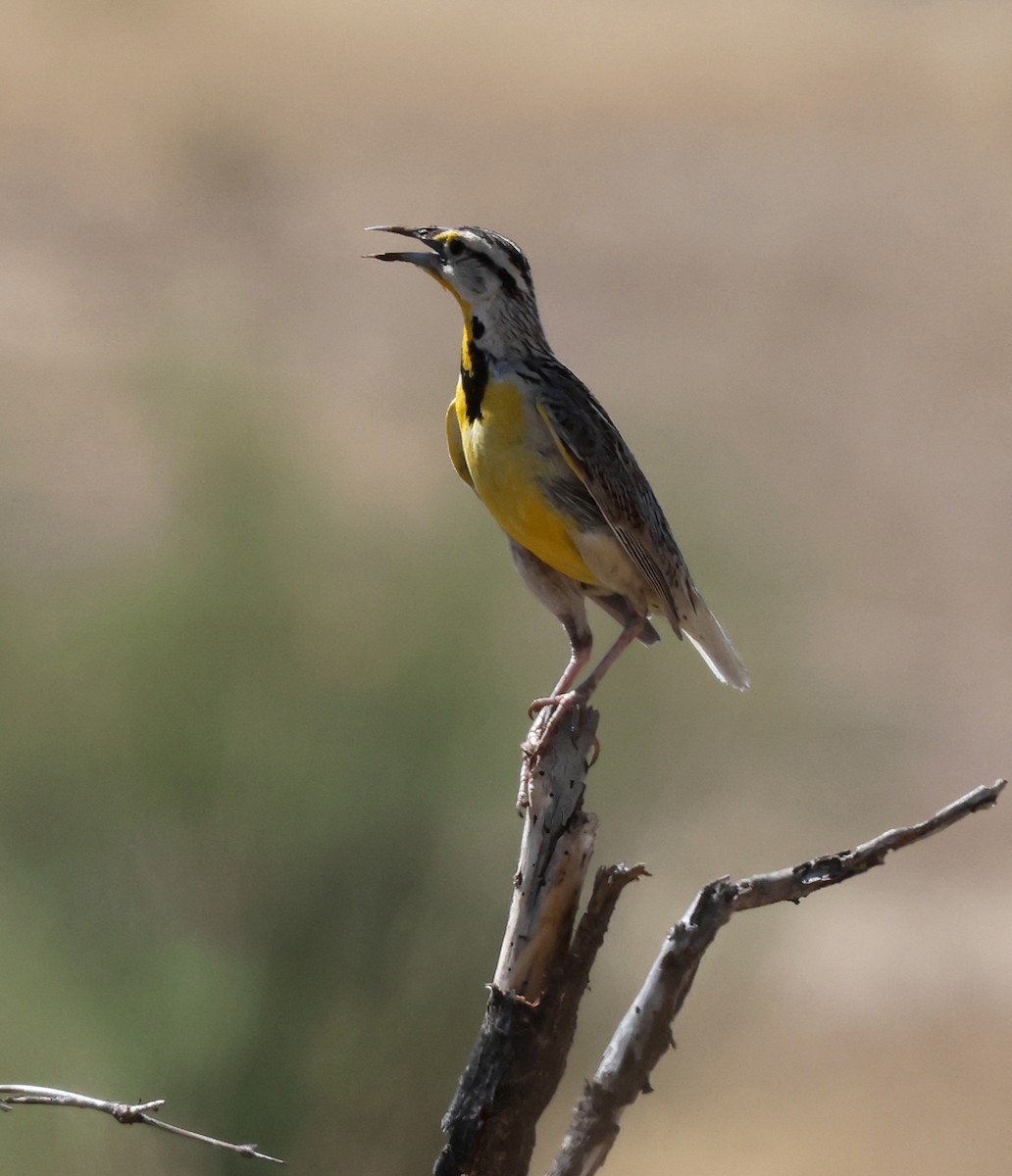 Chihuahuan Meadowlark - ML639673307