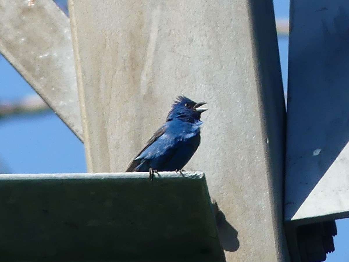 Indigo Bunting - ML639673326