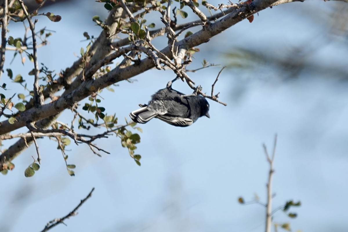 Southern Black-Tit - ML639673327