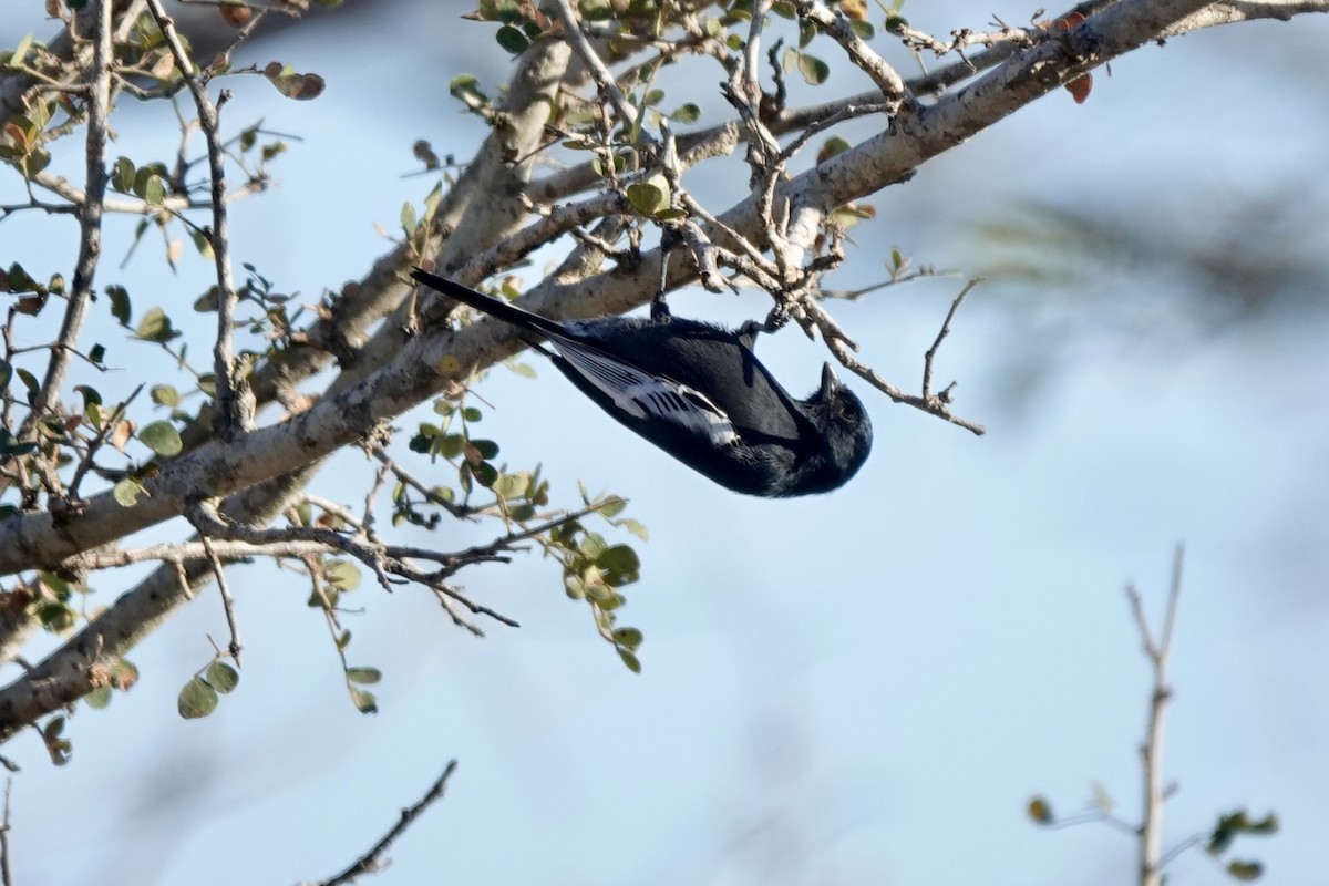 Southern Black-Tit - ML639673329