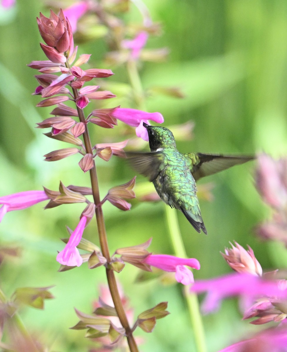 Ruby-throated Hummingbird - ML639673340