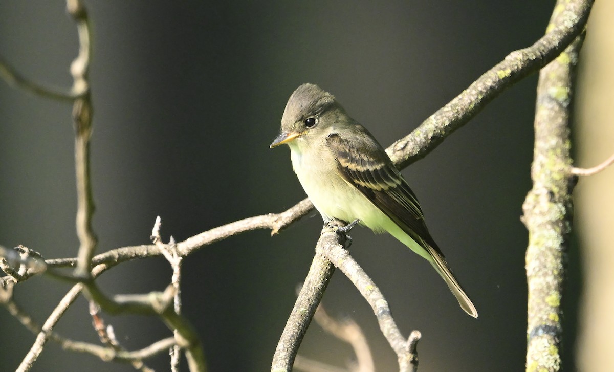 Eastern Wood-Pewee - ML639673345