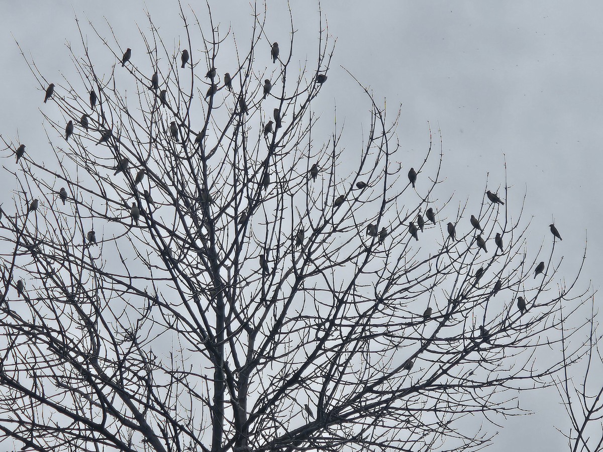 Cedar Waxwing - ML639673346
