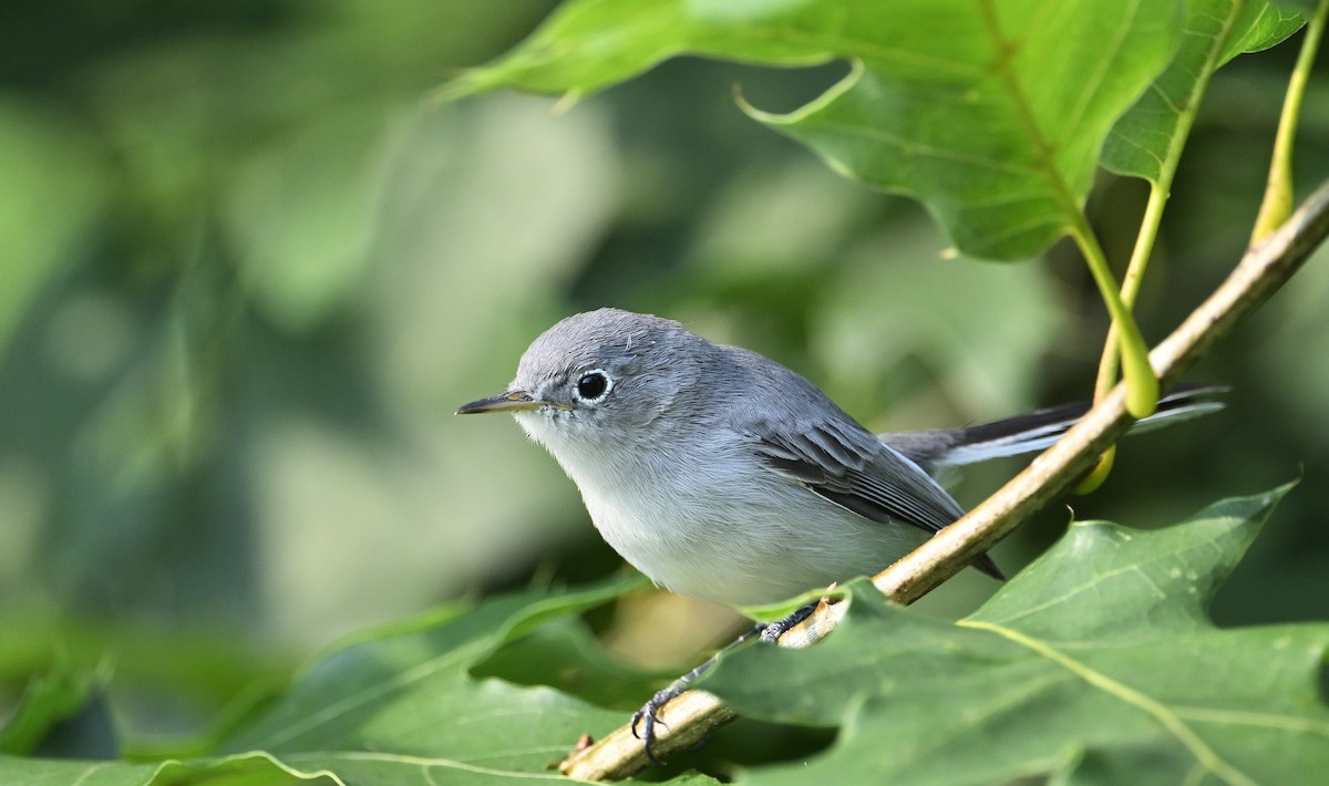 Blue-gray Gnatcatcher - ML639673352
